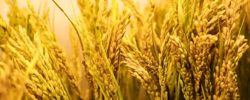 特优382水稻品种的特性(特优382水稻需注意防治各种病虫害)-会东网