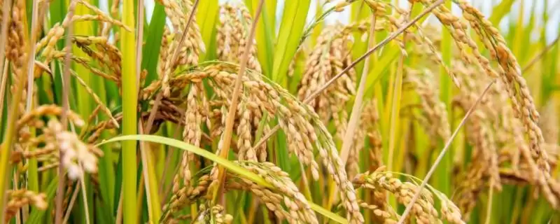 筑两优27占水稻品种情况，属何种杂交品种？-会东网