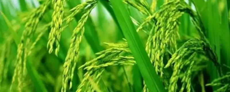 特优福占水稻品种的特性(特优福占属感温籼型三系杂交稻)-会东网