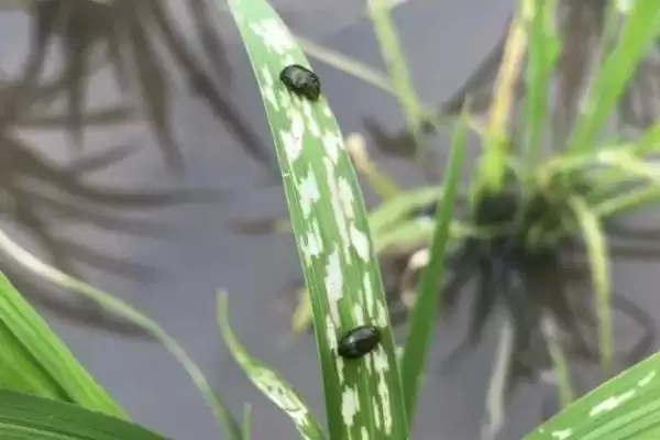 图片[3]-水稻负泥虫清除杂草能灭杀越冬成虫吗？-会东网