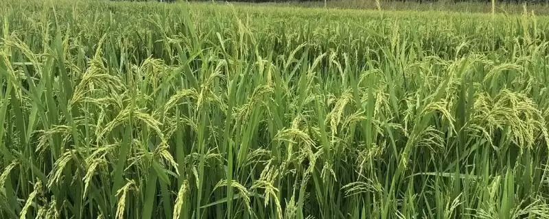兆丰优108水稻种子7月上中旬播种合适?-会东网