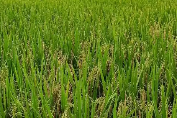 图片[3]-中稻通常在9月中下旬开始收获吗？-会东网