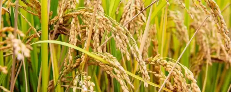 镇籼优184水稻品种全生育期140天吗?-会东网