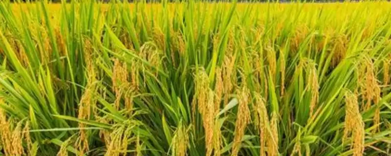 水稻对肥料的需求特点(水稻需控施氮肥、重视施用磷钾肥)-会东网