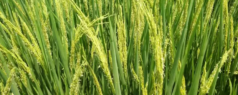 上农粳2号水稻种子介绍(上农粳2号水稻每亩用种量3至4公斤)-会东网