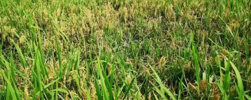 水稻穗枯死的原因(水稻穗枯死原因分直接和间接原因两类)-会东网