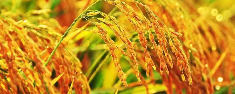 裕优丝占水稻品种需特别防治白叶枯病?-会东网