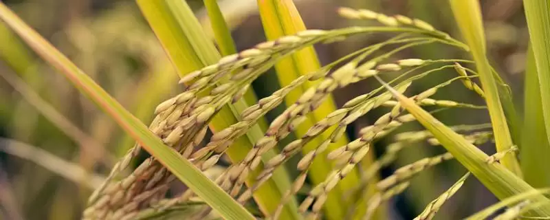 通育8801水稻种情况,生育期多少天?-会东网