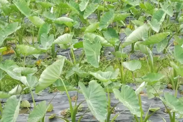 图片[4]-香芋栽培要点，栽种前施基肥作用？-会东网