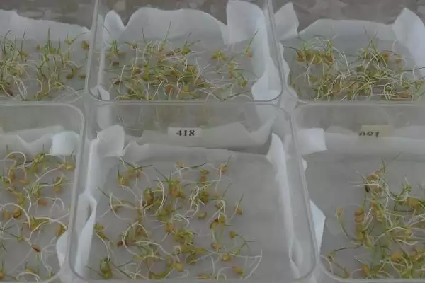 图片[3]-水稻的浸种催芽方法(水稻浸种催芽装编织袋用温水浸泡)-会东网