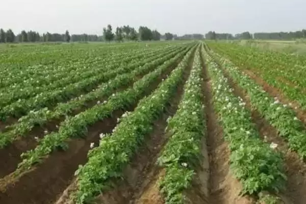 图片[4]-马铃薯选择微酸性砂壤土种植为啥？-会东网