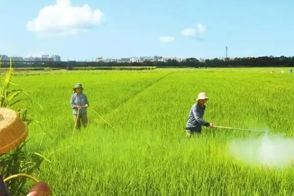 图片[3]-水稻心叶卷曲的原因(水稻心叶卷曲可能是立枯病导致的)-会东网