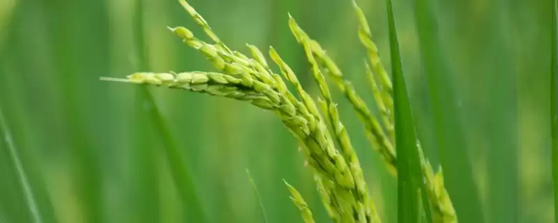 软红米水稻品种的特性(软红米水稻品种特性:属红米品种)-会东网