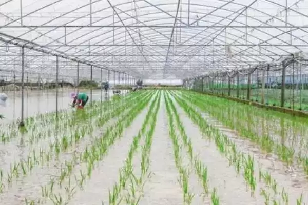 图片[4]-什么是种植水稻的第一步(种植水稻的第一步是整地施肥操作)-会东网