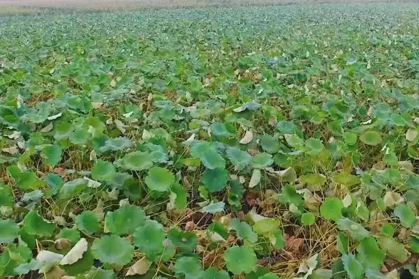图片[4]-如何种植莲藕(种植莲藕通常在池塘或稻田中进行)-会东网