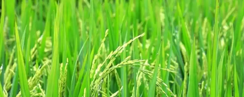 水稻幼穗分化期有哪几个时期(水稻幼穗分化期分为以下8个阶段)-会东网