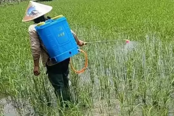 图片[2]-水稻田除草剂有吡嘧磺隆、苄嘧磺隆等吗？-会东网