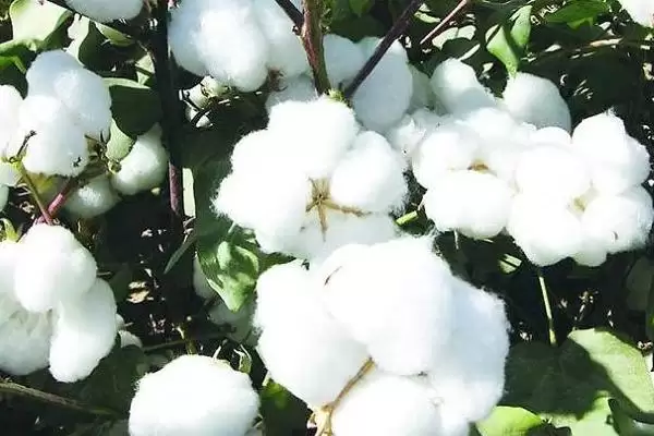 图片[3]-如何防治棉花僵苗(防治棉花僵苗需适时播种和适量施肥)-会东网