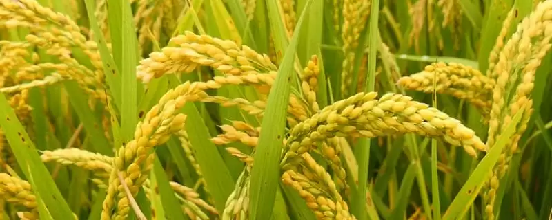 扬粳722水稻种子情况，属何种水稻品种？-会东网