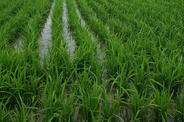 图片[2]-齐粳22水稻种子主茎11片叶对生长有啥影响？-会东网