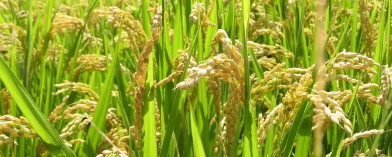 特优155水稻品种的特性(特优155每亩秧田播种量25至30千克)-会东网