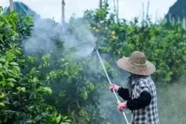 图片[3]-水稻田除草剂有吡嘧磺隆、苄嘧磺隆等吗？-会东网