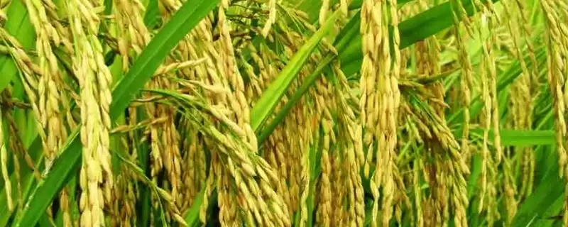 沅优409水稻品种全生育期为145—155天？-会东网