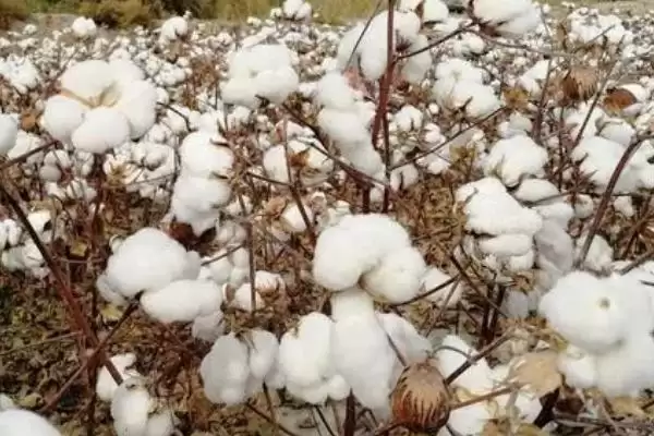 图片[2]-如何防治棉花僵苗(防治棉花僵苗需适时播种和适量施肥)-会东网