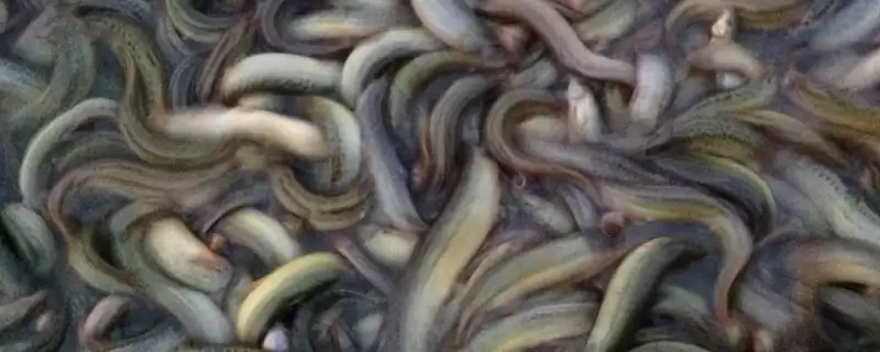 优质泥鳅品种中真泥鳅是最为常见的吗？-会东网