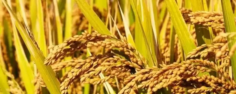 泰两优3808水稻种子特点(泰两优3808为籼型两系杂交水稻品种)-会东网