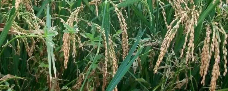 爽两优1143水稻种子简介(爽两优1143水稻每亩插足1.4万蔸)-会东网