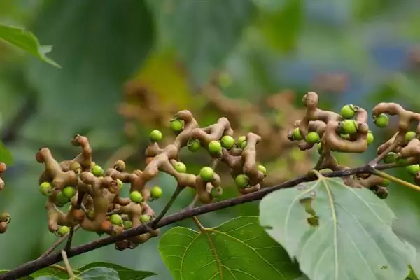 图片[3]-种植拐枣如何管理，抑制主梢疯长原因？-会东网