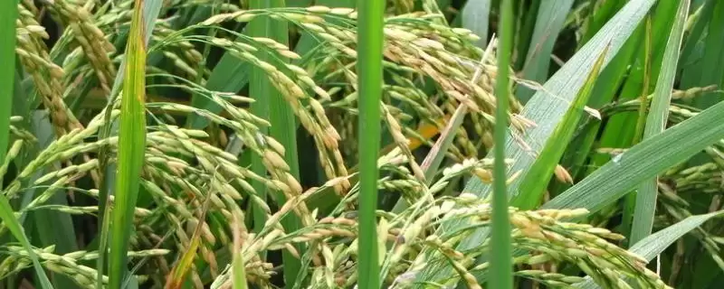 五优689水稻种子情况,6月25日播原因?-会东网