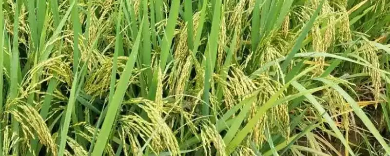 特优158水稻品种简介(特优158水稻品种的株型较为适中)-会东网