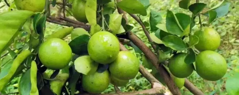 种植柠檬的注意事,挑优质种子的原因?-会东网