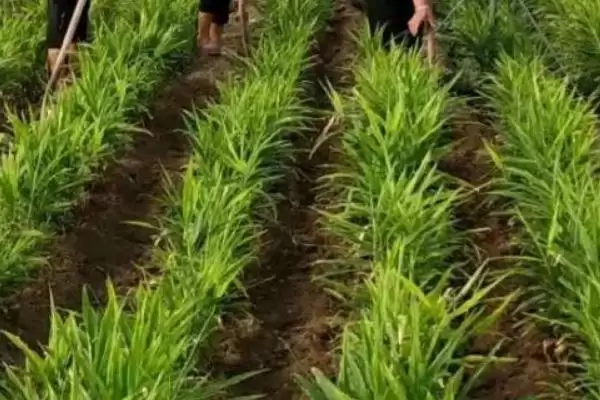 图片[5]-生姜怎么种(种植生姜日常过程中要注意控制温度)-会东网