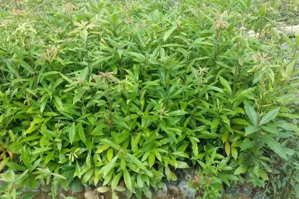 图片[7]-如何挑选木荷种子(挑选木荷种子要用颗粒饱满的良种)-会东网