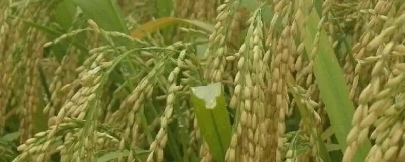 万金优322水稻品种特性,两病咋特别防治?-会东网