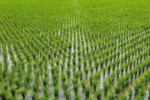 图片[4]-泰两优3808水稻种子特点(泰两优3808为籼型两系杂交水稻品种)-会东网