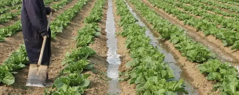 种白菜播种方式以点播为宜是为何呢?-会东网