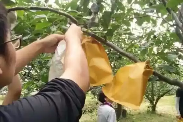 图片[16]-种梨树为何要种花期相近授粉品种树苗？-会东网