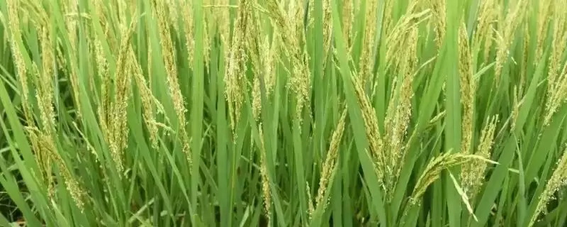 荣优225水稻种子介绍(荣优225水稻每亩有效穗数19.3万)-会东网