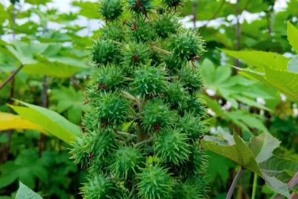图片[3]-种植蓖麻的要点，出苗到开花中耕几次？-会东网