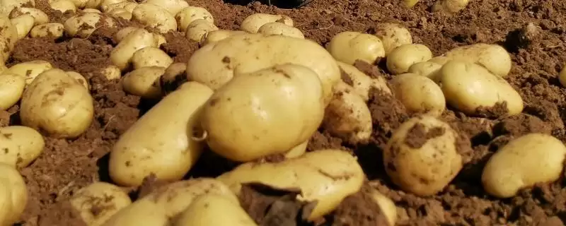马铃薯选择微酸性砂壤土种植为啥?-会东网