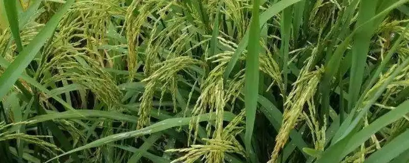 优I028水稻种子插植密度17厘米×20厘米吗?-会东网