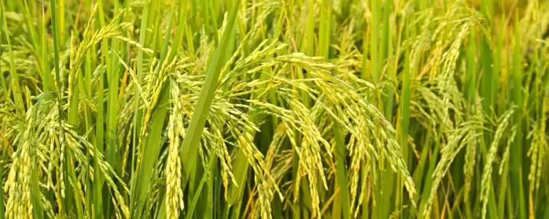 荃两优丝苗水稻种子每亩插足基本苗8至9万有啥用？-会东网
