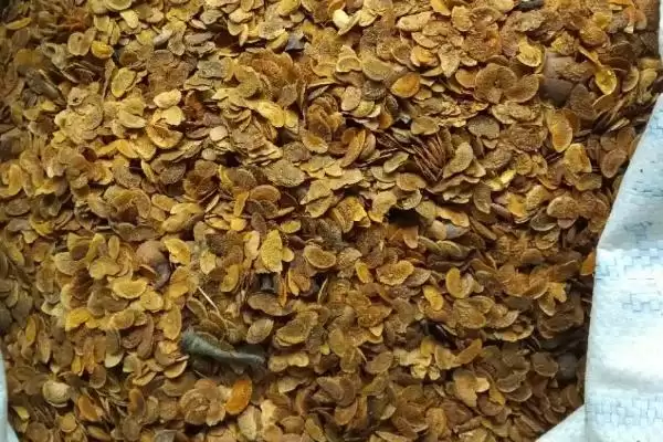 图片[3]-如何挑选木荷种子(挑选木荷种子要用颗粒饱满的良种)-会东网