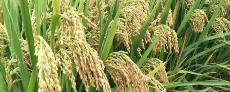 深优9528水稻品种的特性(深优9528水稻需综合防治病虫害)-会东网