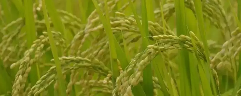早籼108水稻种子亩播种量30公斤吗?-会东网