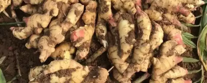 生姜怎么种(种植生姜日常过程中要注意控制温度)-会东网
